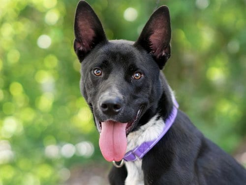 Photo of Beetle, adoptable Labrador Retriever in Tavares, Florida