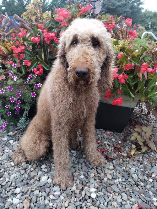 Photo of Rebel Hunter, adoptable Poodle (Standard) in Berwick, Pennsylvania