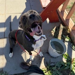 Photo of Duke, adoptable American Pit Bull Terrier in Aurora, Colorado