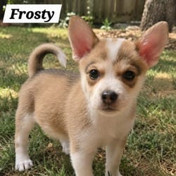 Photo of Frosty JB, adoptable Husky Mixed Breed (Medium) in Hartford, Connecticut