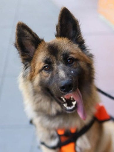 Photo of Emerald, adoptable German Shepherd Dog in Woodland, California