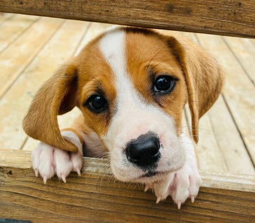 Photo of Cocoa Puff, adoptable Boxer in St. Louis, Missouri