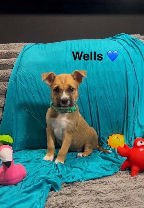 Photo of Wells, adoptable Cattle Dog in Turlock, California