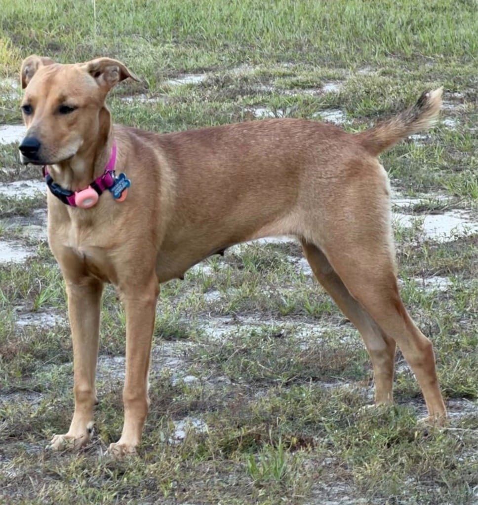 Photo of Max, adoptable Labrador Retriever in Bloomfield, Connecticut