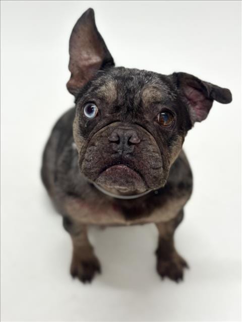 Photo of Astrid, adoptable French Bulldog in Hayward, California