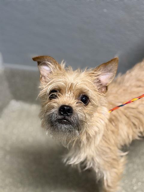 Photo of Candy Apple, adoptable Yorkshire Terrier Yorkie in Las Vegas, Nevada