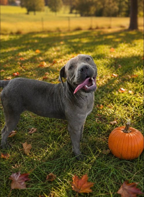 Photo of Aurora Alabama, adoptable American Staffordshire Terrier in Nashville, Tennessee