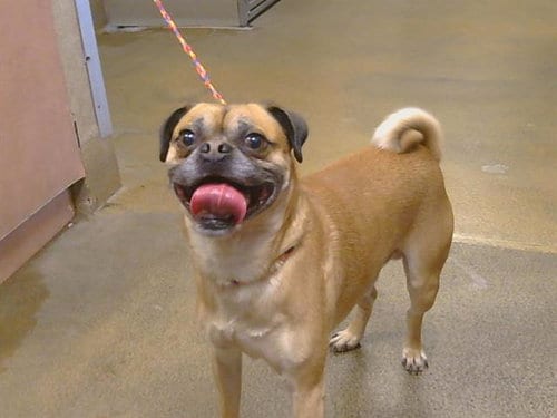 Photo of Pugsutawney, adoptable Pug in Sacramento, California