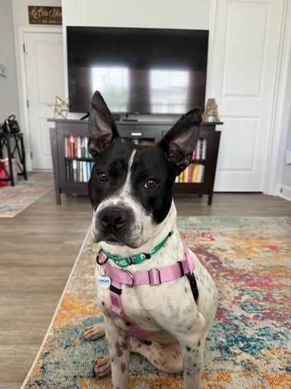 Photo of Suzuki, adoptable dog in Atlanta, Georgia
