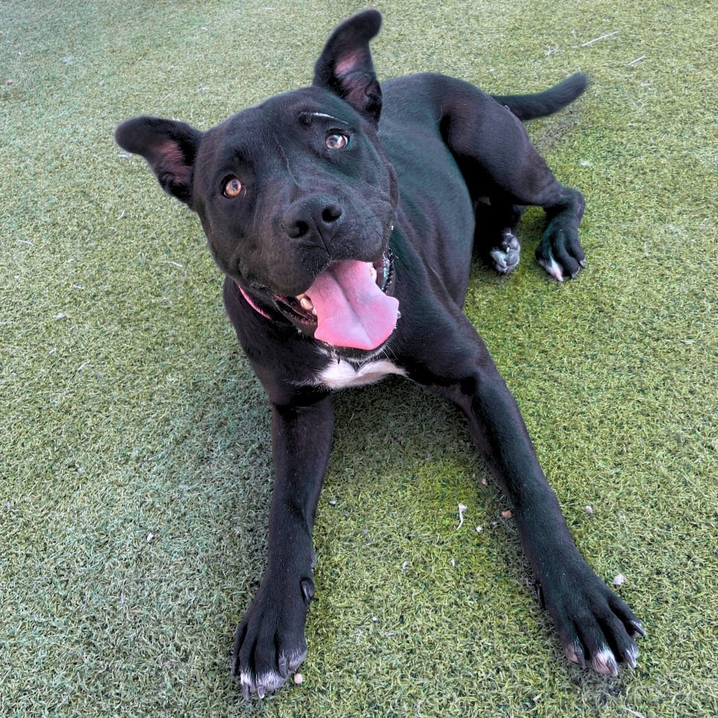 Photo of Koda, adoptable Mixed Breed (Medium)