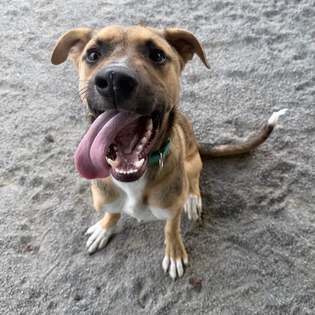 Photo of Jeter, adoptable Shepherd / Mixed Breed (Large) in Staunton, Virginia