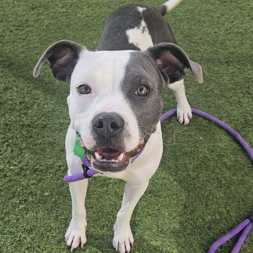 Photo of Bailey, adoptable American Pit Bull Terrier in Phoenix, Arizona