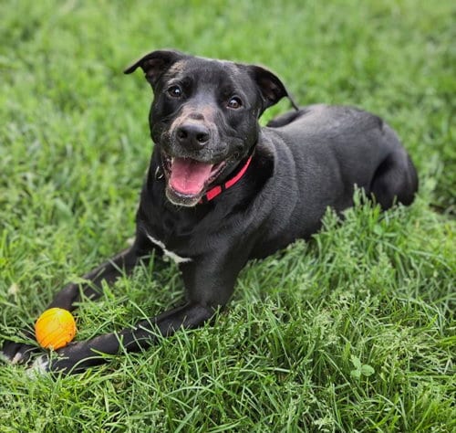 Photo of Bruce, adoptable Labrador Retriever in Maryville, Tennessee