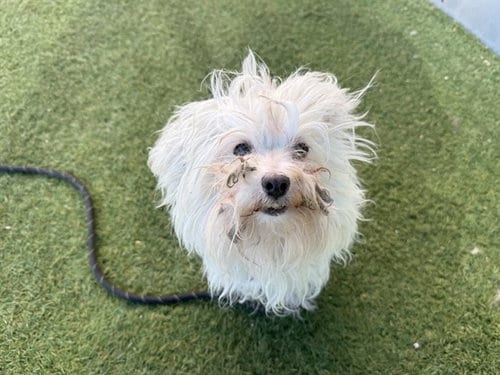 Photo of Lennox, adoptable Maltese in Phoenix, Arizona
