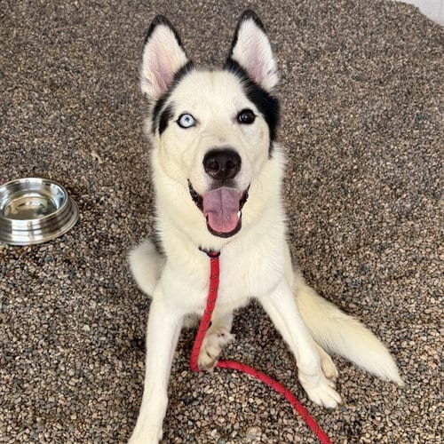 Photo of Milo, adoptable Siberian Husky in Mesa, Arizona