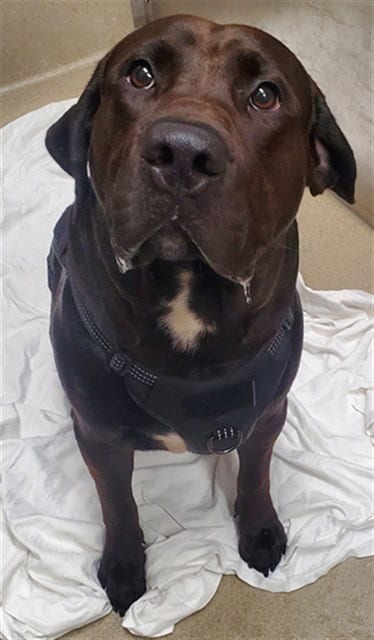 Photo of Ronni, adoptable Labrador Retriever in Fort Lauderdale, Florida