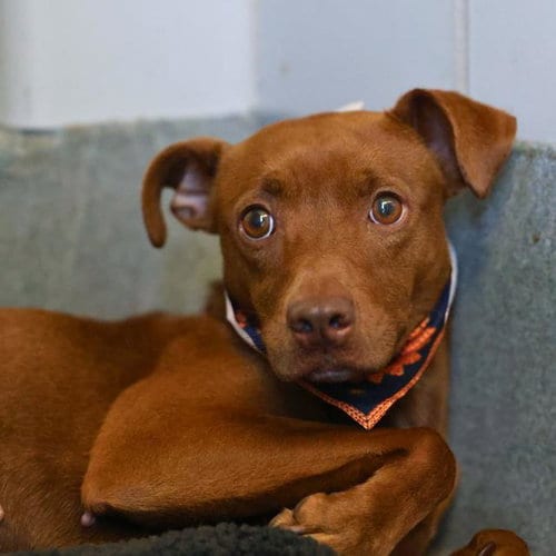 Photo of Hart, adoptable American Staffordshire Terrier in San Antonio, Texas