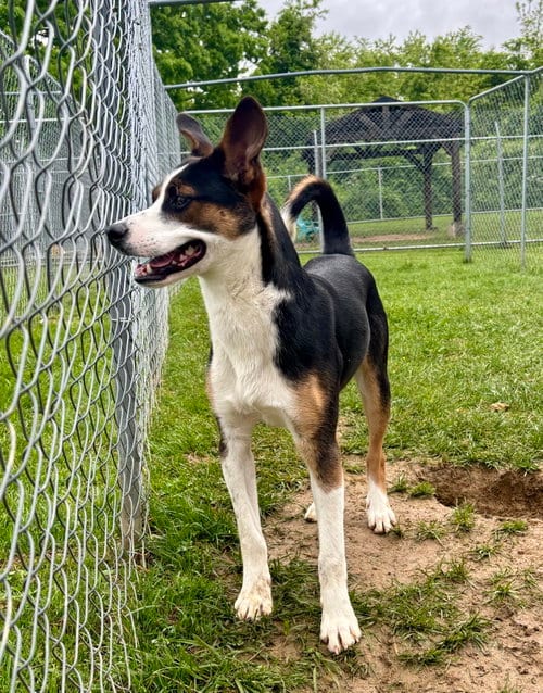 Photo of Delbert, adoptable Terrier in Lewisburg, West Virginia