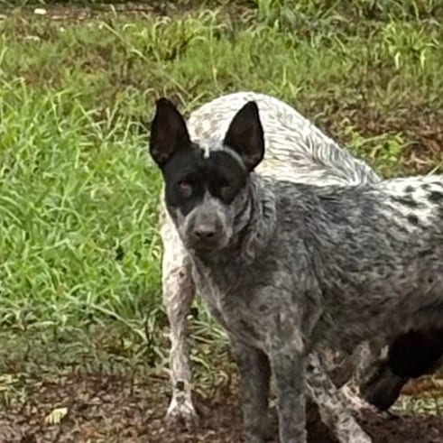 Photo of Batman, adoptable American Blue Heeler / Mixed Breed (Medium) in Brownsville, Texas