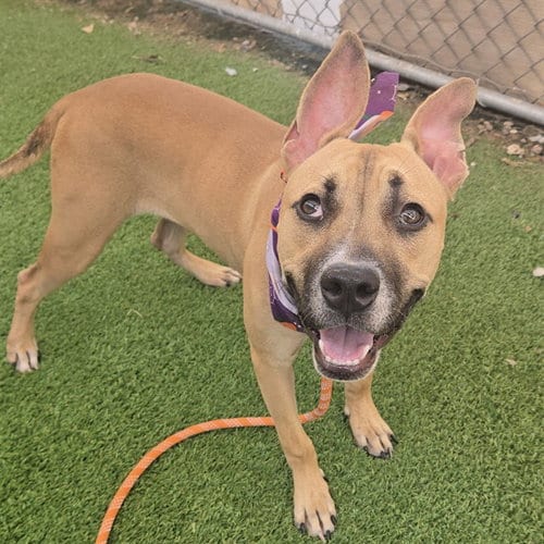 Photo of Squiggles, adoptable American Pit Bull Terrier in Phoenix, Arizona