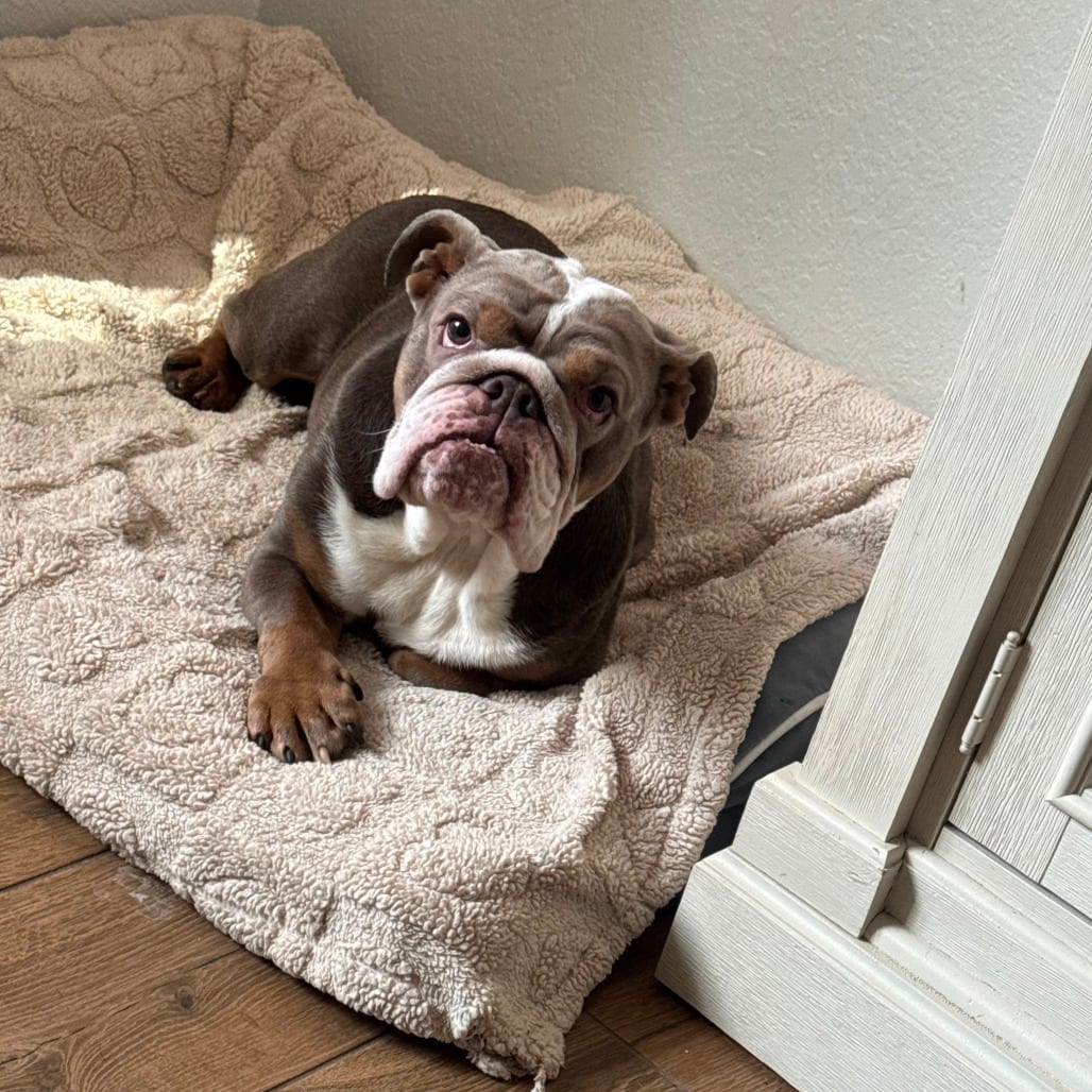 Photo of Winnie, adoptable Bulldog, English in California, California