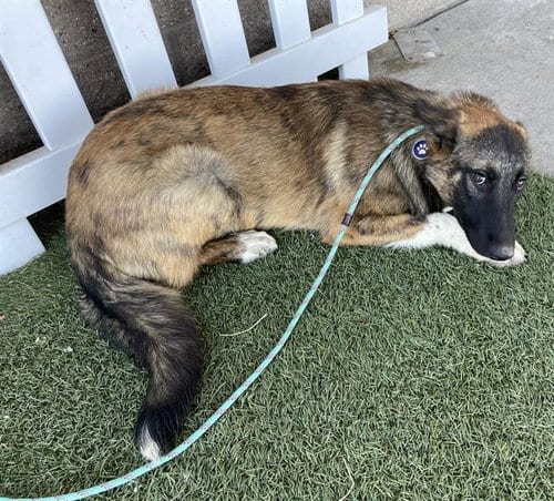 Photo of Wednesday, adoptable German Shepherd Dog in Modesto, California