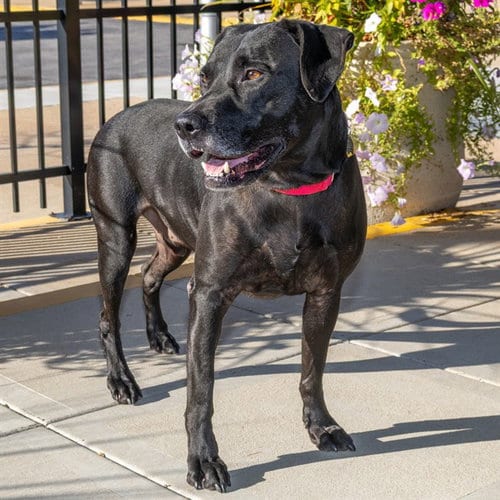 Photo of Edgar, adoptable Labrador Retriever in St Louis, Missouri