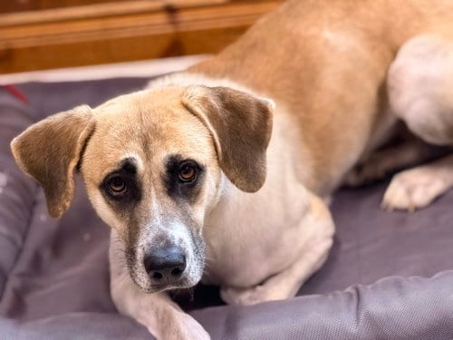 Photo of Angel, adoptable Anatolian Shepherd in Raleigh, North Carolina