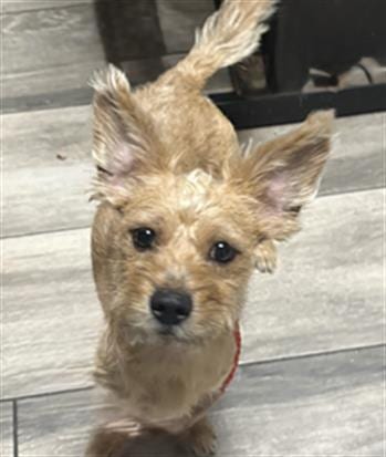 Photo of Cheddar, adoptable Terrier in Redlands, California