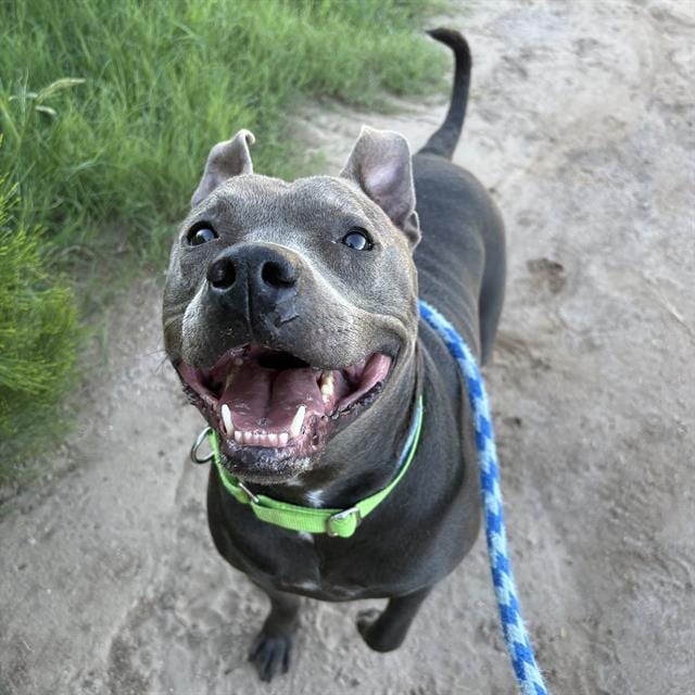 Photo of Lexi, adoptable dog