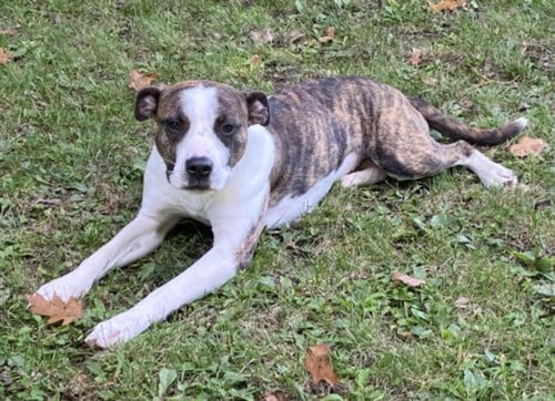 Photo of Storm, adoptable American Pit Bull Terrier in Clinton Township, Michigan