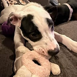 Photo of Atlas, adoptable Labrador Retriever Pit Bull Terrier in Salem, Oregon