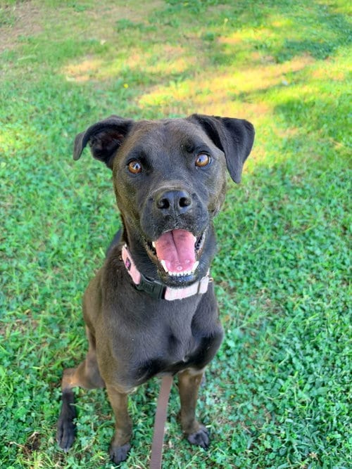 Photo of Winnie, adoptable Labrador Retriever in San Diego, California