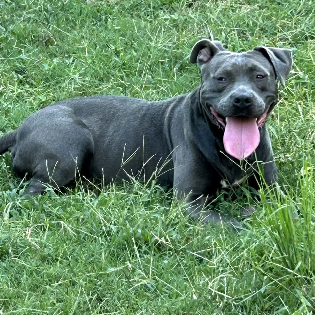 Photo of Gracie, adoptable Mixed Breed (Medium)