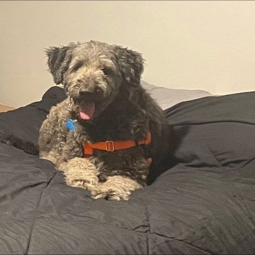Photo of Lady, adoptable Poodle (Standard) in Plainfield, Illinois