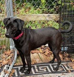 Photo of Cody, looking for a quiet home, adoptable Labrador Retriever in Coventry, Connecticut
