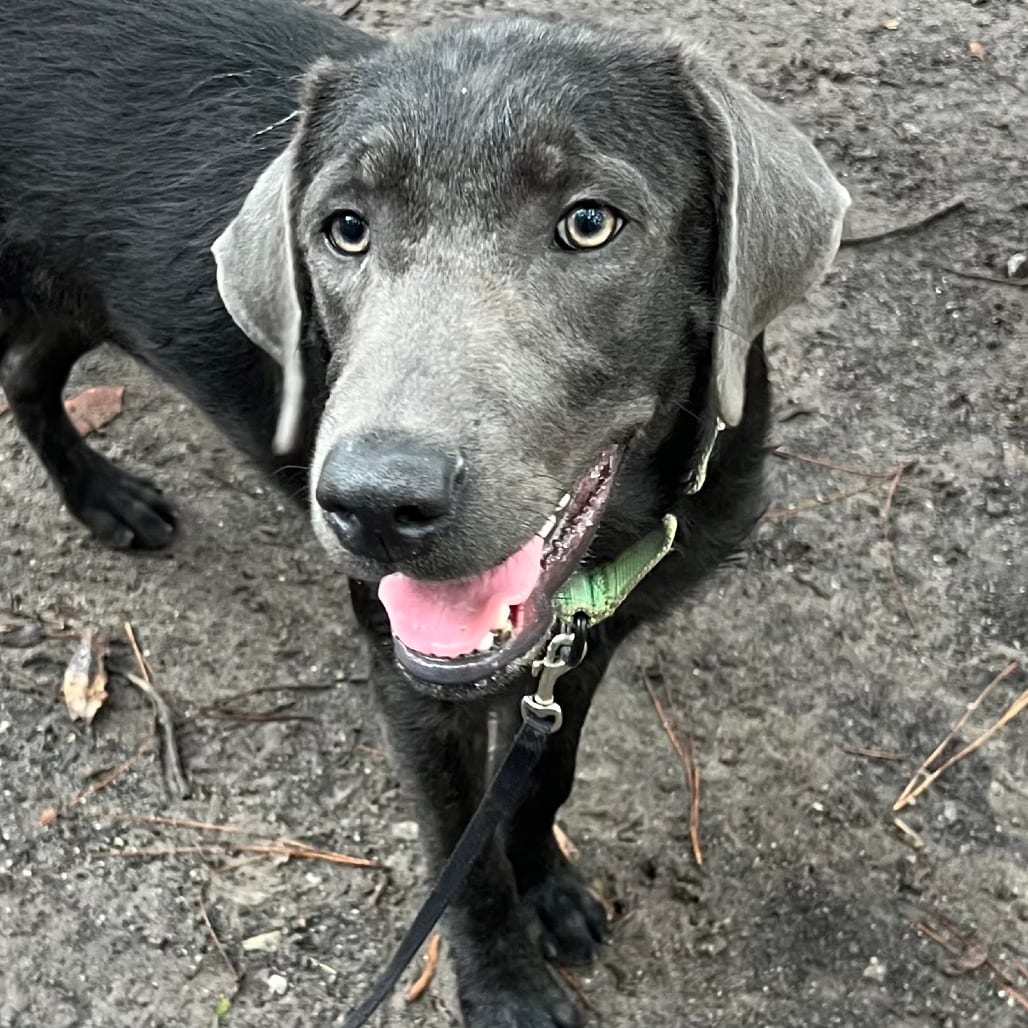 Photo of Merci @ Foster, adoptable Mixed Breed (Medium) in Summerville, South Carolina