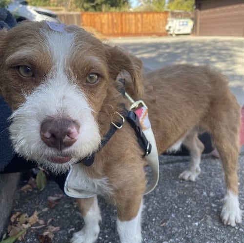 Photo of Nico, adoptable Terrier in Martinez, California