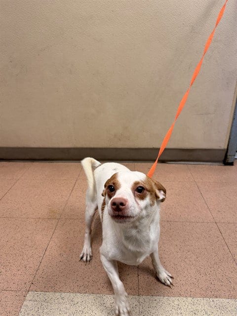 Photo of Semi, adoptable Chihuahua in San Jose, California