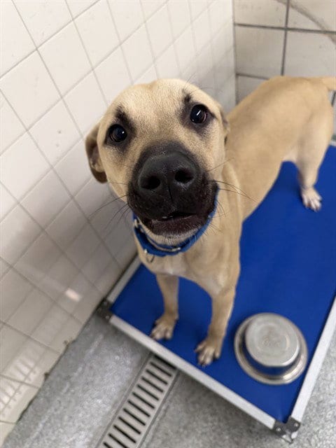 Photo of Buddy, adoptable Black Mouth Cur in Pasadena, Texas