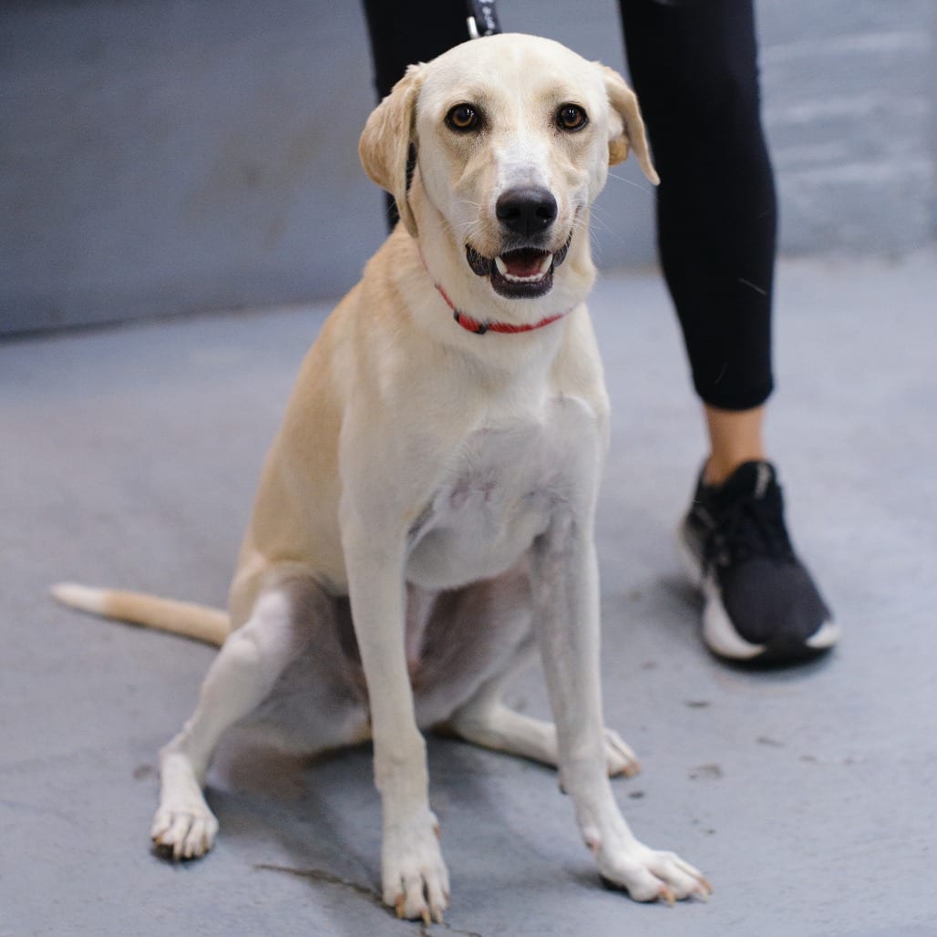 Photo of Steel Magnolia, adoptable Retriever, Labrador