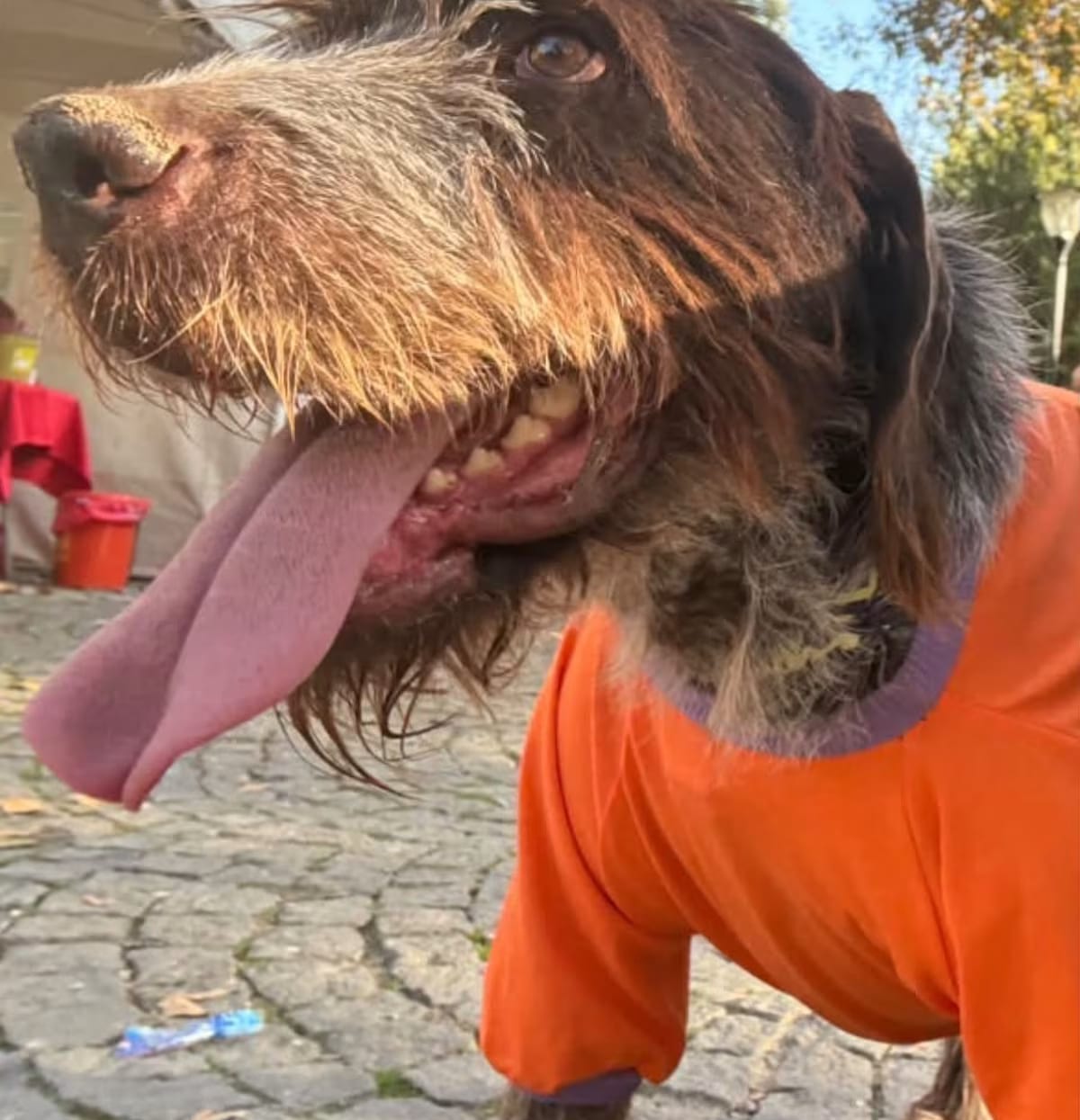 Photo of Cindy, adoptable German Wirehaired Pointer in Middlesex, New Jersey