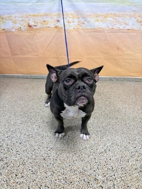 Photo of Zooble, adoptable Bulldog in Miami, Florida
