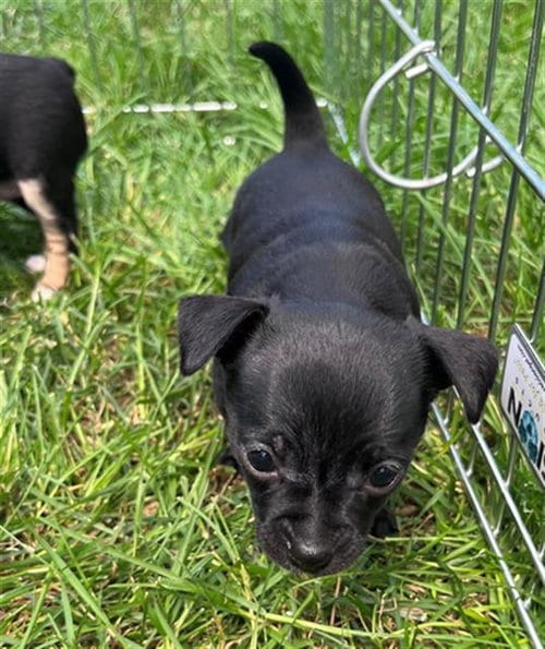 Photo of Zero, adoptable Chihuahua in Santa Rosa, California
