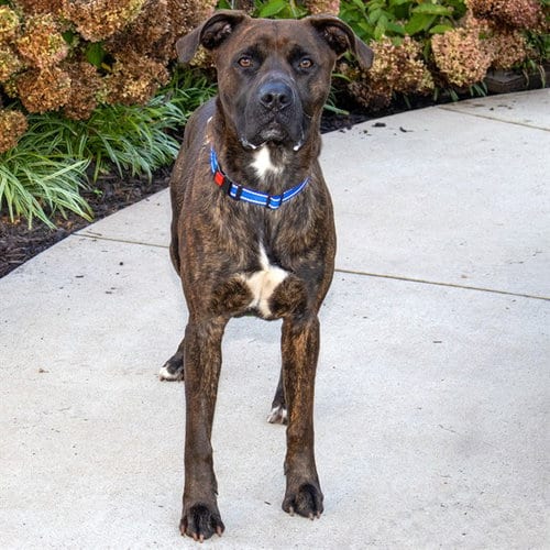Photo of Bear, adoptable Pit Bull Terrier in Maryland, Missouri
