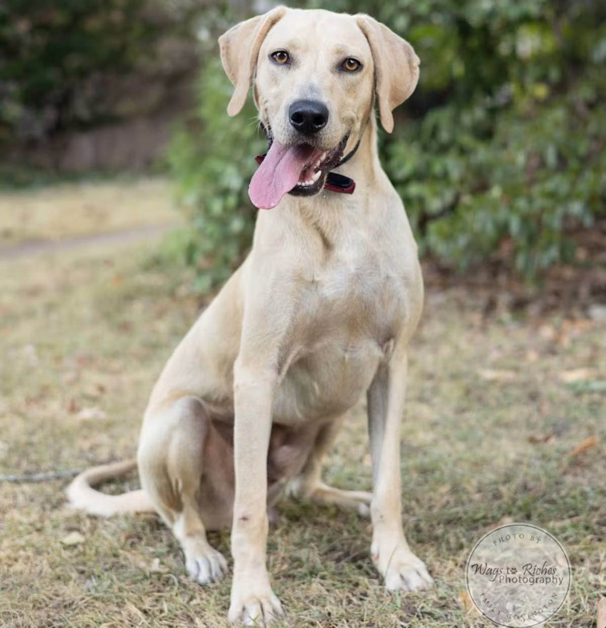 Photo of Winston, adoptable Labrador Retriever in Tuscaloosa, Alabama