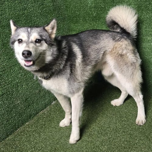 Photo of Lefty, adoptable Husky in Lancaster, California