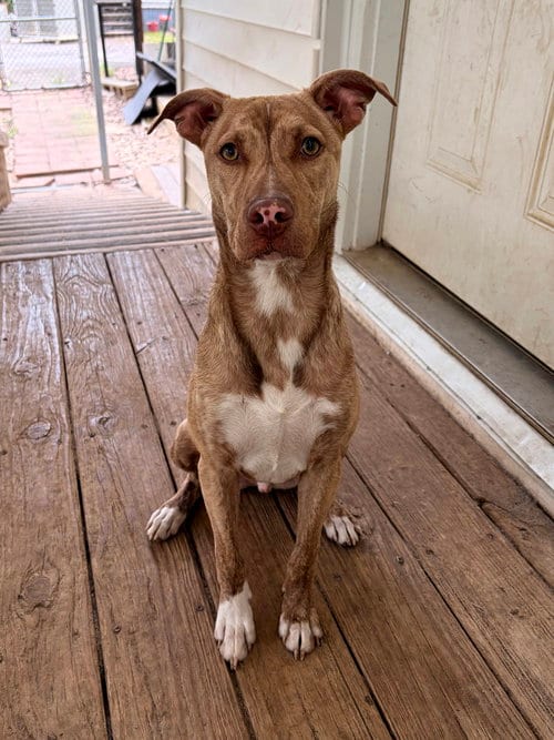 Photo of Tillman, adoptable Pit Bull Terrier in Eastman, Georgia