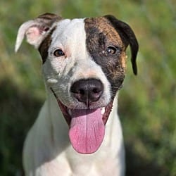 Photo of Chance, adoptable Terrier (Unknown Type, Medium) Pointer in Anniston, Alabama