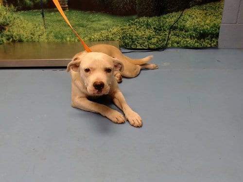 Photo of Izzy, adoptable Pit Bull Terrier in Moreno Valley, California